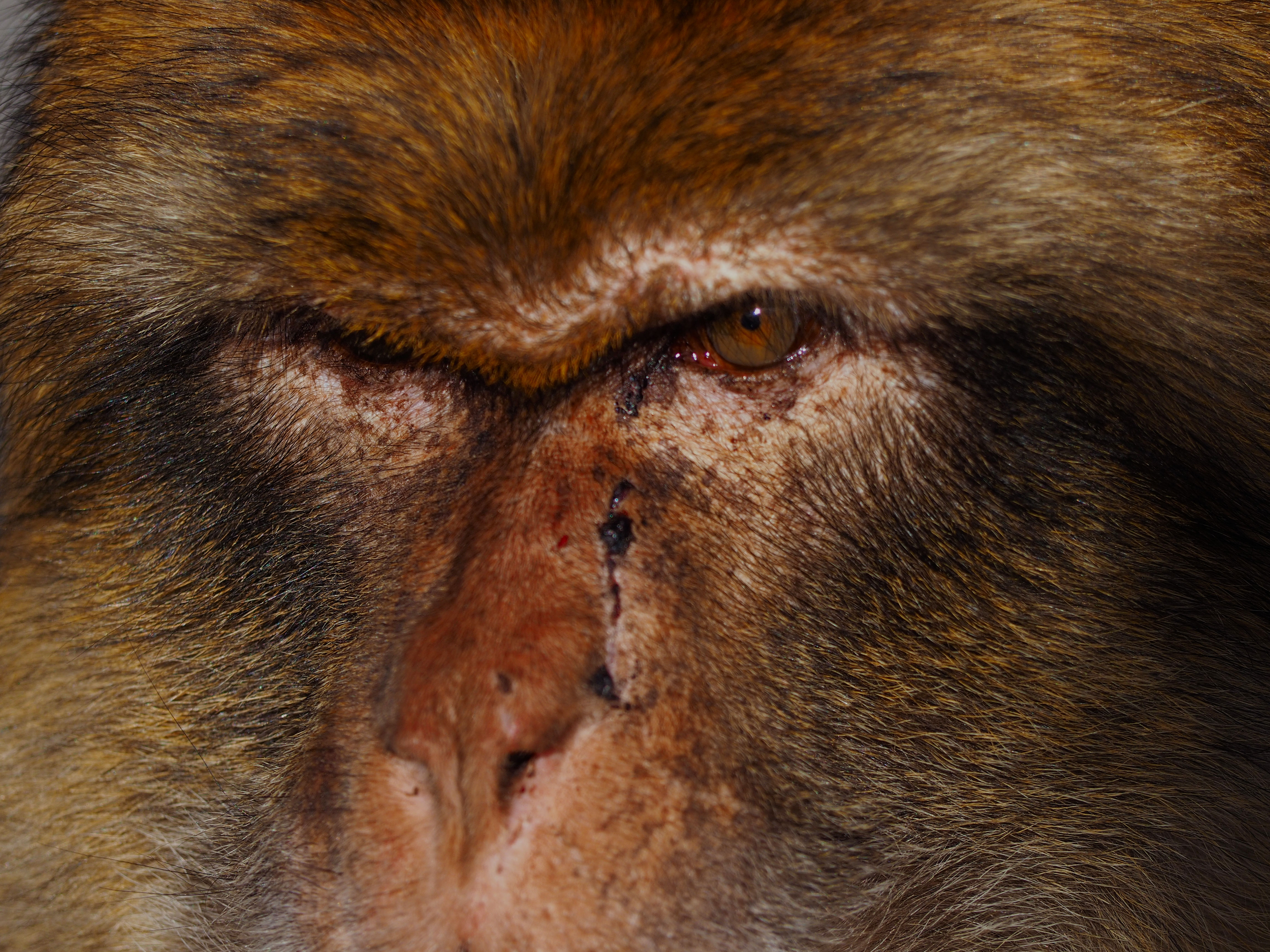 Monkey